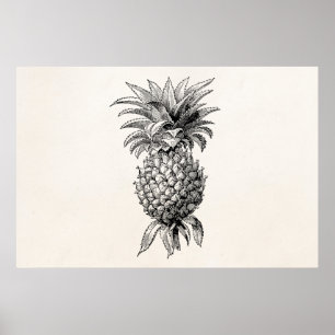 Poster Ananas vintage des années 1800