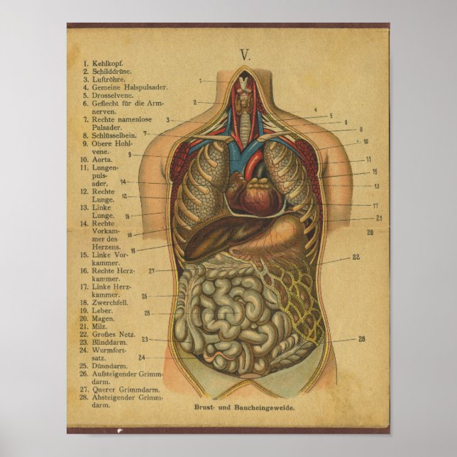 Poster Anatomie allemande vintage Imprimer Organes intern (Devant)