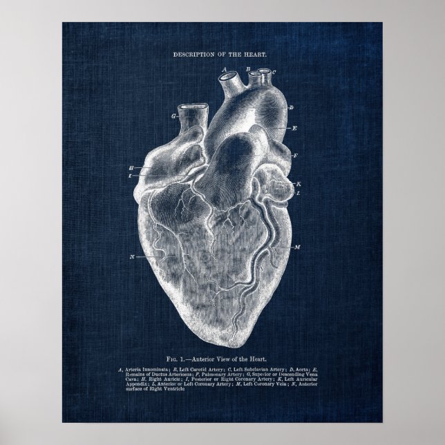 Poster Anatomie Art no 1 Vue antérieure du coeur humain (Devant)