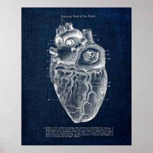 Poster Anatomie Art no 2 Vue postérieur du coeur humain