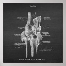 Anatomie Art no 5 Joint du genou