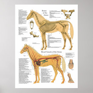 Poster Anatomie artérielle squelettique Diagramme vétérin
