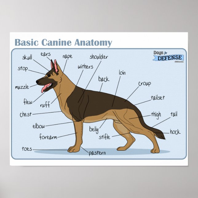 Poster Anatomie canine 16x12 (Devant)