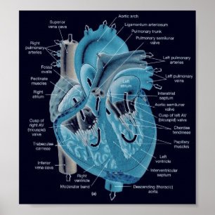 Poster Anatomie cardiaque