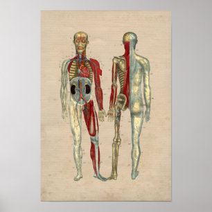 Poster Anatomie cardiaque des artères humaines 1841 Impri