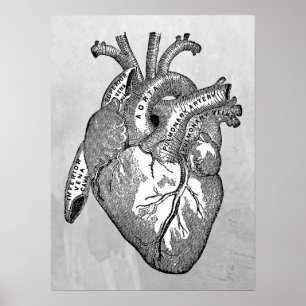 Poster Anatomie cardiaque vintage