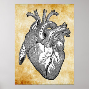 Poster Anatomie cardiaque vintage