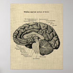 Poster Anatomie cérébrale n° 2 avec Arrière - plan de crè