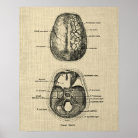 Anatomie cérébrale n° 5 avec Arrière - plan de crè