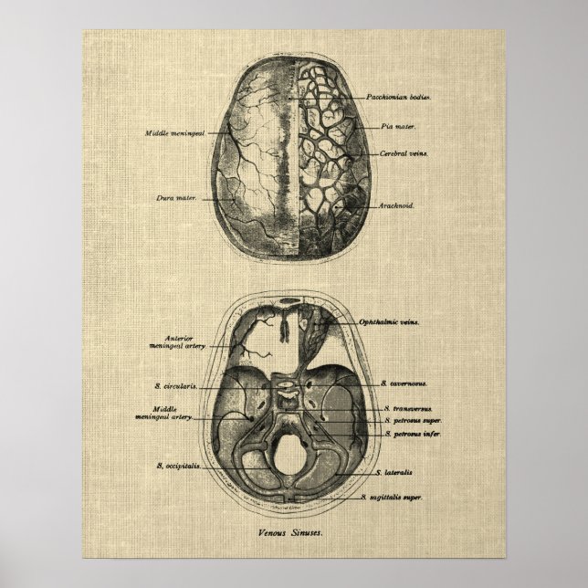 Poster Anatomie cérébrale n° 5 avec Arrière - plan de crè (Devant)