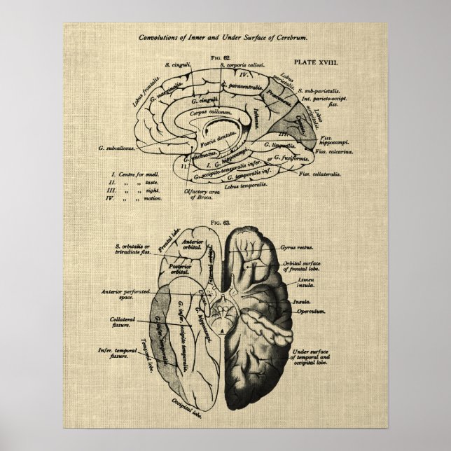 Poster Anatomie cérébrale n° 6 avec Arrière - plan de crè (Devant)