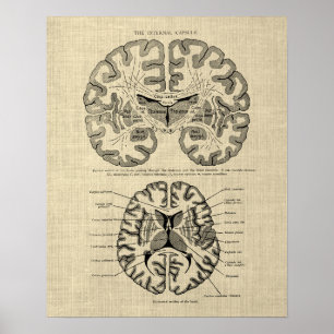 Poster Anatomie cérébrale n° 9 avec Arrière - plan de crè