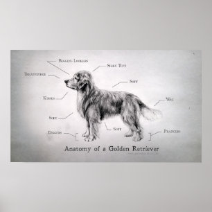 Poster Anatomie correcte d'un Golden Retriever