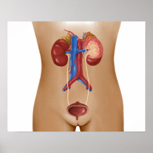 Poster Anatomie d'appareil urinaire femelle