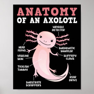 Poster Anatomie D'Axolotl Kawaii