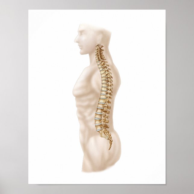 Poster Anatomie De Colonne Vertébrale Humaine, Latérale G (Devant)