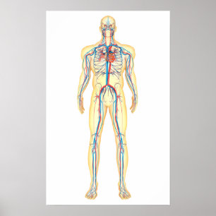 Poster Anatomie de corps humain et d'appareil