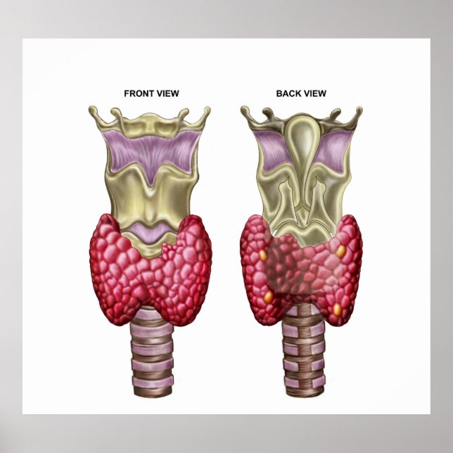 Poster Anatomie De Glande Thyroïde Avec Larynx Et Cartila (Devant)