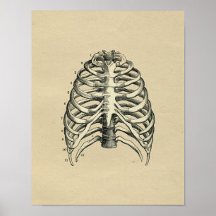 Poster Anatomie de la cage thoracique humaine 1902 Impres