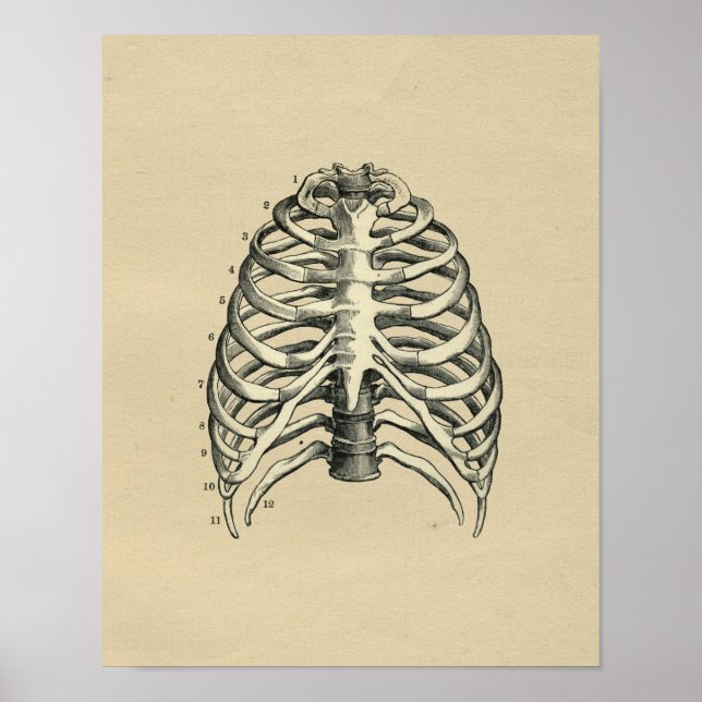 Poster Anatomie de la cage thoracique humaine 1902 Impres (Devant)
