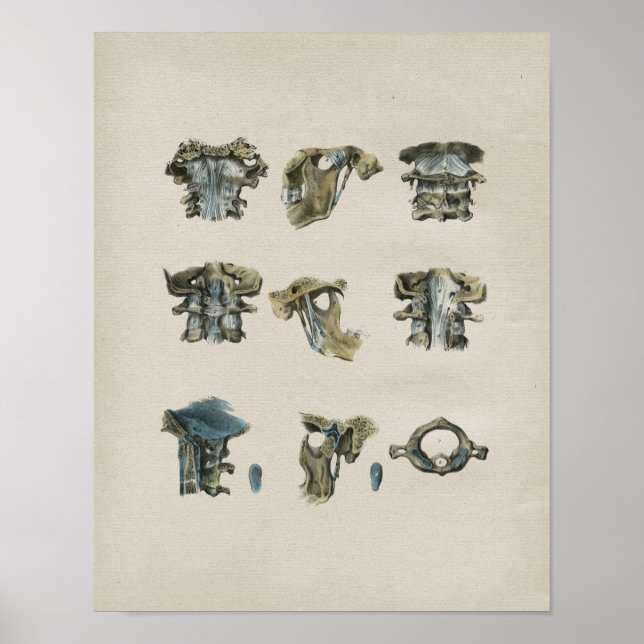 Poster Anatomie de la colonne cervicale humaine Imprimer  (Devant)