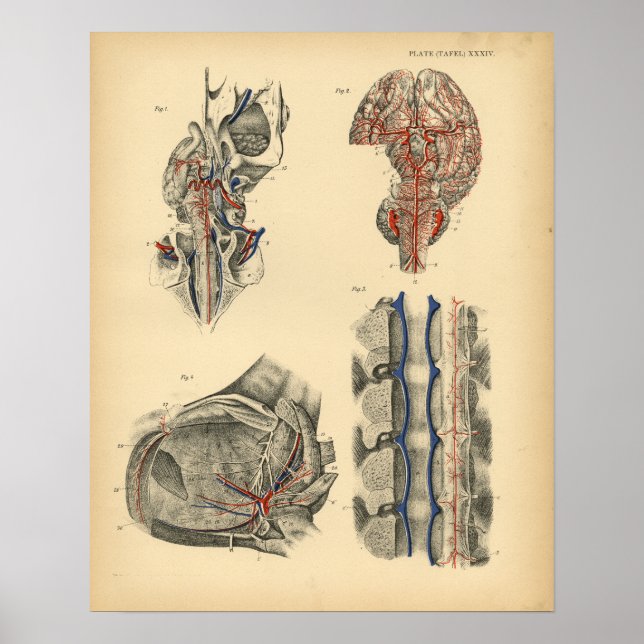 Poster Anatomie de la colonne vertébrale du cerveau du ch (Devant)