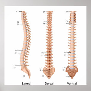 Poster Anatomie de la colonne vertébrale humaine, estampi