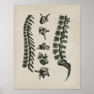 Poster Anatomie de la colonne vertébrale humaine Impressi