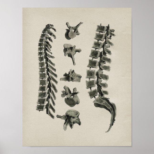 Poster Anatomie de la colonne vertébrale humaine Impressi (Devant)