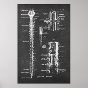 Poster Anatomie de la colonne vertébrale Imprimé n° 1