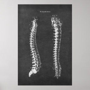 Poster Anatomie de la colonne vertébrale Thérapie physiqu