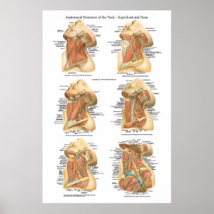 Poster Anatomie de la couche superficielle et profonde de