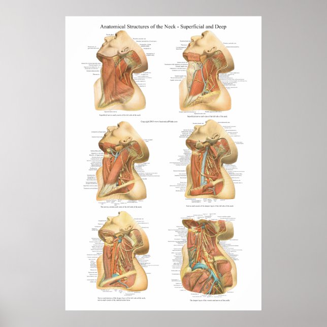 Poster Anatomie de la couche superficielle et profonde du (Devant)