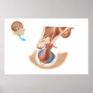 Poster Anatomie De La Glande Pituitaire