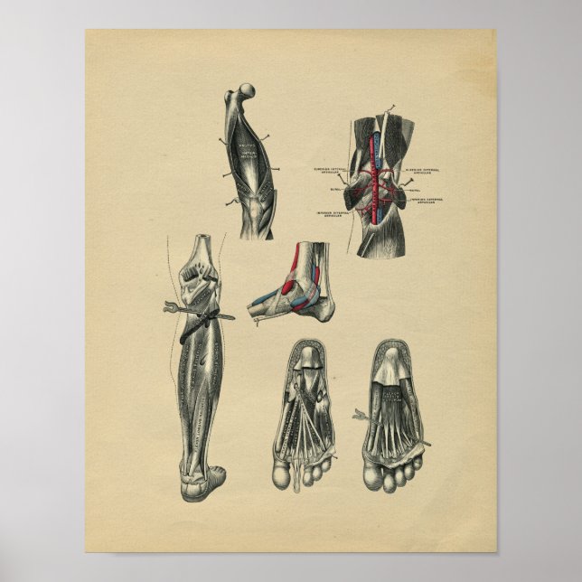 Poster Anatomie de la jambe de pied humain 1902 Impressio (Devant)