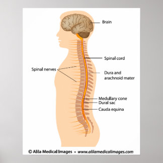 Poster Anatomie de la moelle épinière, dessin étiqueté.