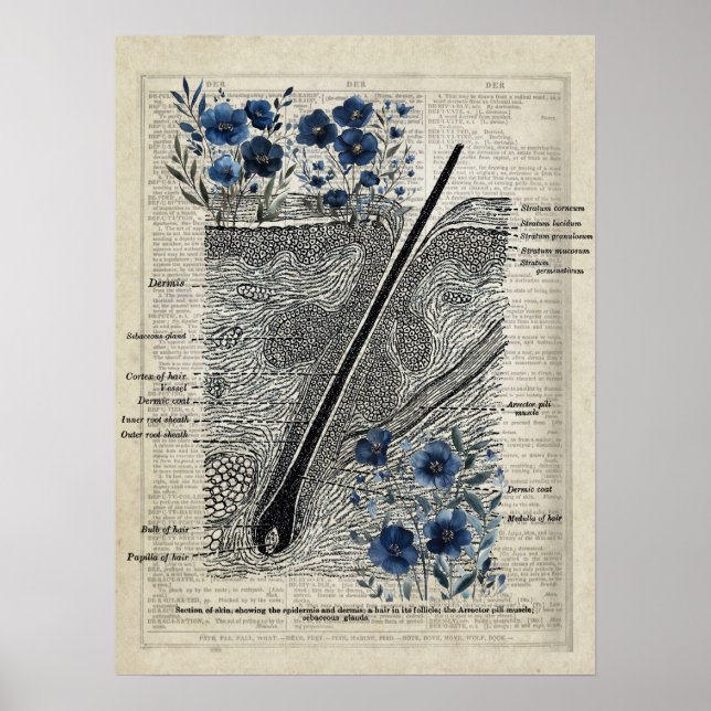 Poster Anatomie de la peau bleu Floral Dictionnaire Vinta (Devant)