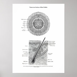 Poster Anatomie de la peau et des cheveux Imprimer Cadeau