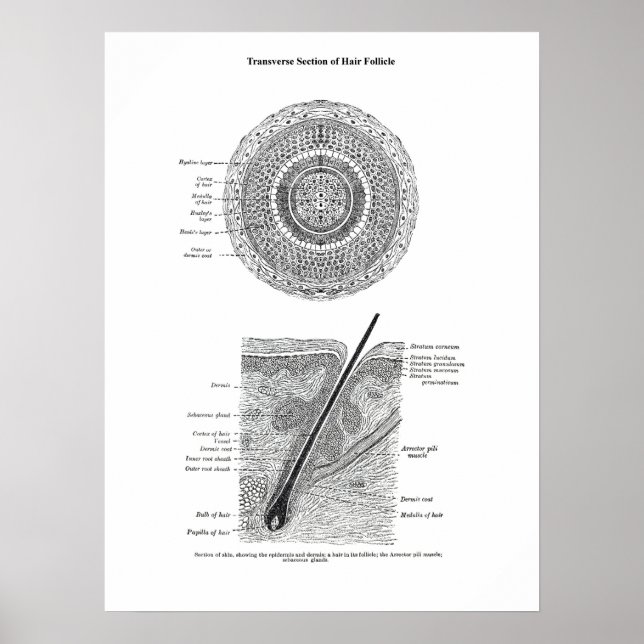 Poster Anatomie de la peau et des cheveux Imprimer Cadeau (Devant)