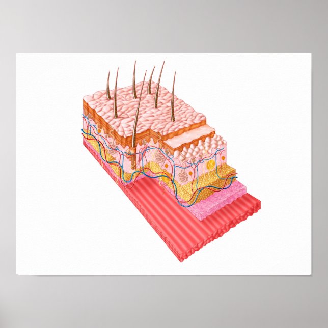 Poster Anatomie De La Peau Humaine (Devant)