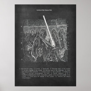 Poster Anatomie de la peau Vue section Décor dermatologue