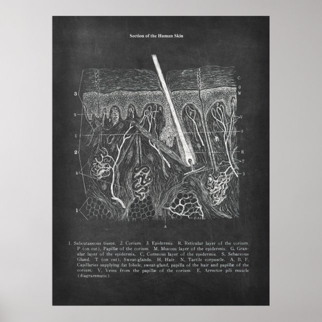 Poster Anatomie de la peau Vue section Décor dermatologue (Devant)