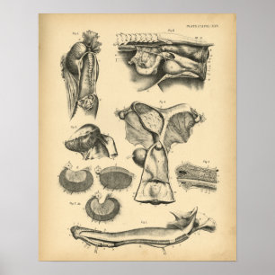 Poster Anatomie de la reproduction du cheval 1908 Imprime