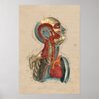 Anatomie de la tête cardiaque humaine 1841 Imprime