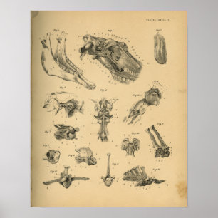 Poster Anatomie de la tête et de la colonne vertébrale 19