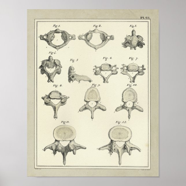Poster Anatomie de la vertèbre épinière Chiropratique (Devant)