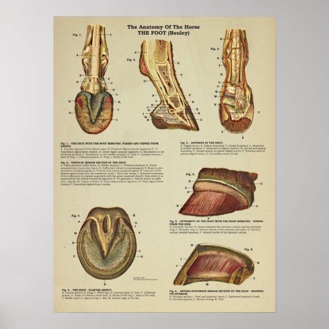 Poster Anatomie de l'arbre à pied du cheval Organigramme  (Devant)