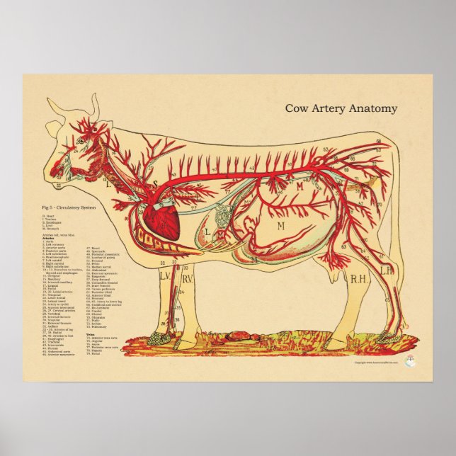Poster Anatomie de l'artère vétérinaire de la vache (Devant)