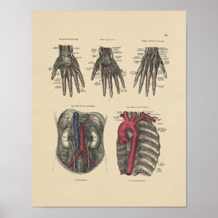 Poster Anatomie de l'artère vintage 1880 Imprimer
