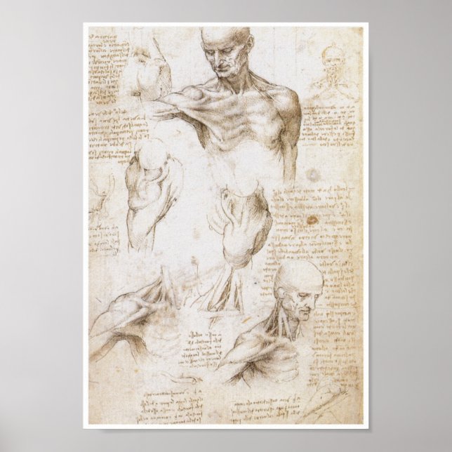 Poster Anatomie de l'épaule, Léonard de Vinci (Devant)